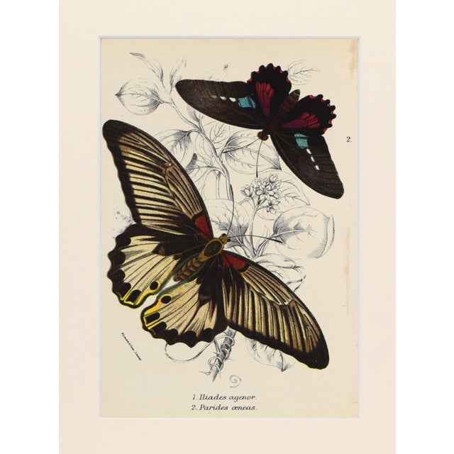 Chinoiserie 19th Century Antique English Butterfly Print 1897 For Sale - Image 3 of 4