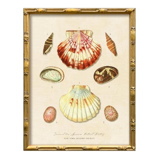 Vintage Seashells Fine Art Reproduction Print (1), Framed For Sale
