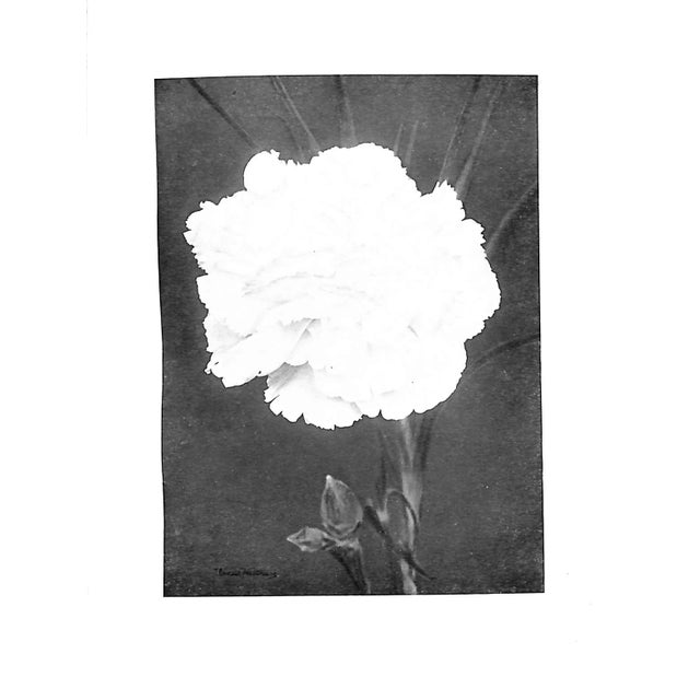 "Carnations & Pinks" 1919 Cook, t.h., Douglas, James, McLeod, j.f. For Sale - Image 9 of 9