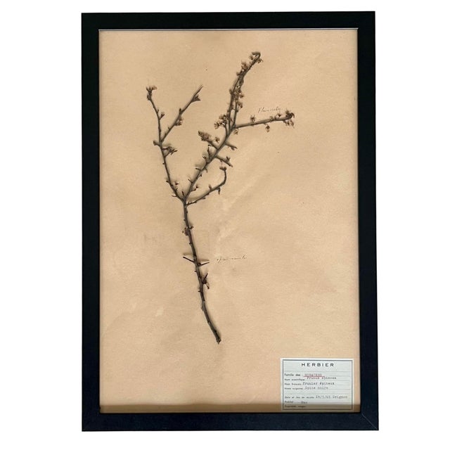 A beautifully curated set of nine authentic French herbarium specimens, dated 1965 and professionally custom framed in...