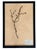 A beautifully curated set of nine authentic French herbarium specimens, dated 1965 and professionally custom framed in...