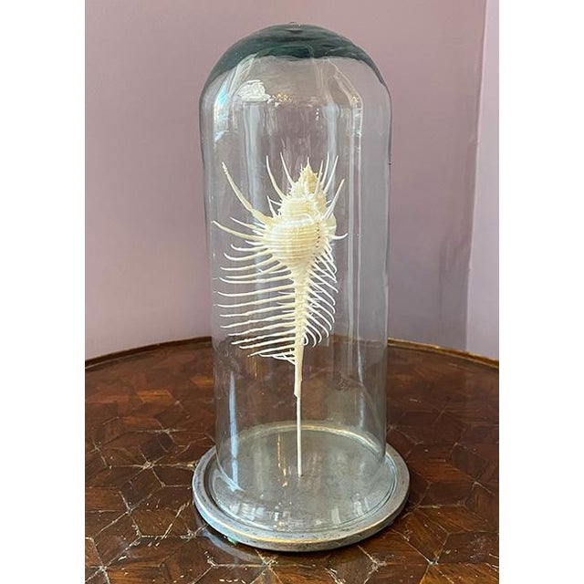 This is a real murex venux comb shell under a glass dome. Reminiscent of cabinets of curiosity and collecting items...