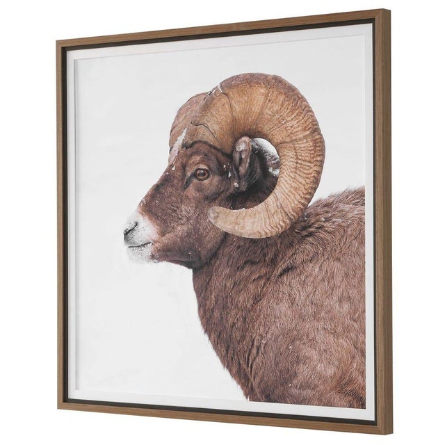 Big Horn Ram - Framed Print For Sale - Image 4 of 9