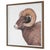 Big Horn Ram - Framed Print For Sale - Image 4 of 9