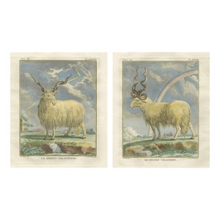 After Jacques de Sève, Valachian Sheep & Ram, 1769, Prints, Set of 2 For Sale