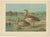 Paper European Seabirds: Gulls, Terns, Skuas, Geese and Gannets, 1890, Lithographs, Set of 6 For Sale - Image 7 of 10