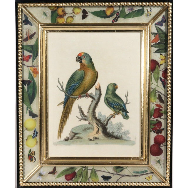 !8th-Century Engraved Prints of Exotic Birds by George Edwards With Decoupage Frames (12) For Sale - Image 14 of 14