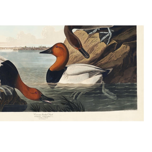 Canvas Backed Duck, Vintage Art Print Reproduction From Birds of America by John James Audubon, 24″ × 16″ For Sale - Image 11 of 11
