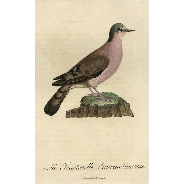 Original Handcolored Bird Illustration of a Male Turtle Dove by François Levaillant, 1801 For Sale - Image 6 of 6