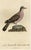 Original Handcolored Bird Illustration of a Male Turtle Dove by François Levaillant, 1801 For Sale - Image 6 of 6
