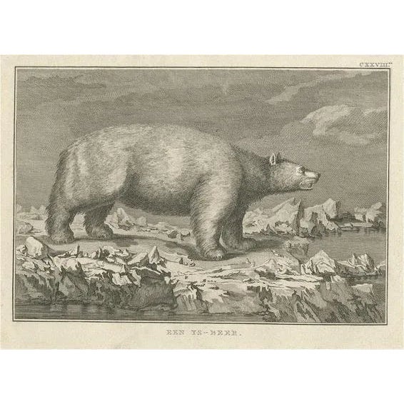 Cook, Polar Bear, 1803, Paper For Sale - Image 6 of 6