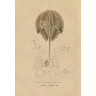 Pierre Auguste Joseph Drapiez, Anatomy of the Atlantic Horseshoe Crab, 1845, Engraving on Paper For Sale