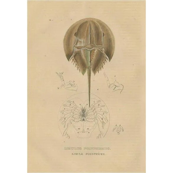Pierre Auguste Joseph Drapiez, Anatomy of the Atlantic Horseshoe Crab, 1845, Engraving on Paper For Sale