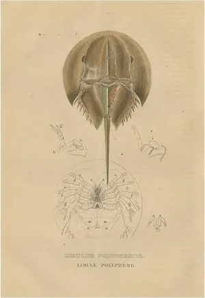 Pierre Auguste Joseph Drapiez, Anatomy of the Atlantic Horseshoe Crab, 1845, Engraving on Paper