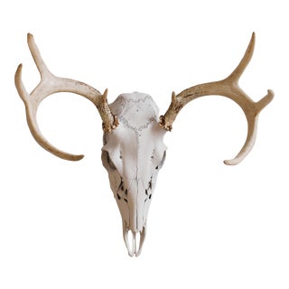 Vintage Deer Skull With Antlers For Sale