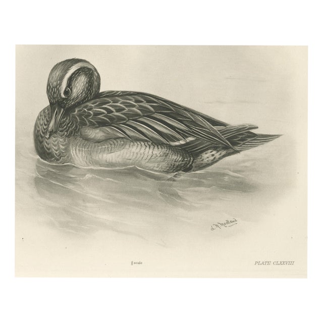 After Lilian Medland, Duck Preening, 1909, Print For Sale