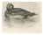 After Lilian Medland, Duck Preening, 1909, Print For Sale