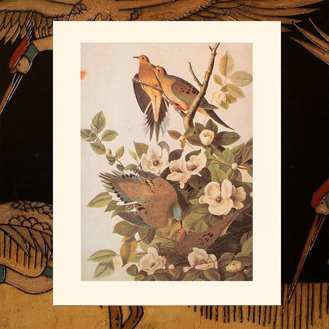 Paper 1966 Vintage Cottage Print "Carolina Turtle Dove & Mourning Dove" After John James Audubon For Sale - Image 7 of 8