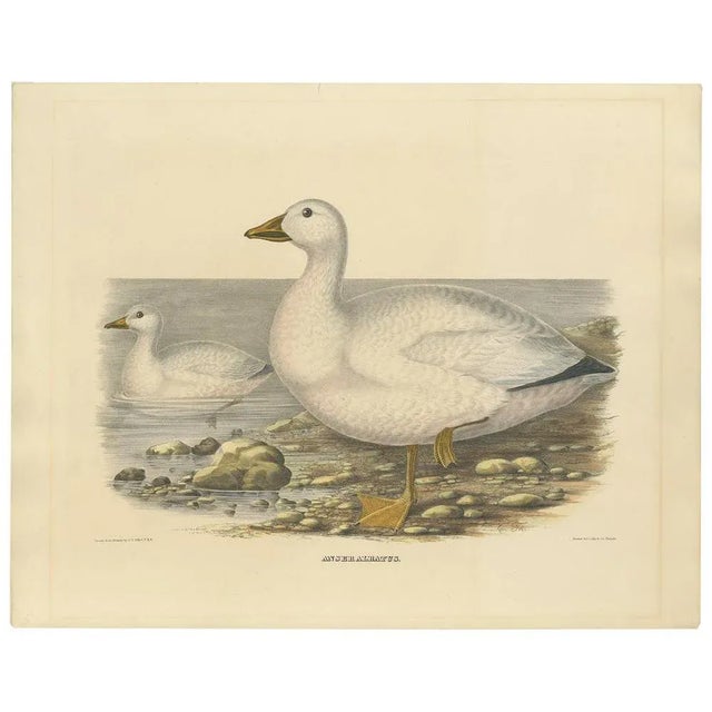 Antique bird print titled 'Anser Albatus'. Old bird print depicting Cassin's Snow Goose. This print originates from 'The...