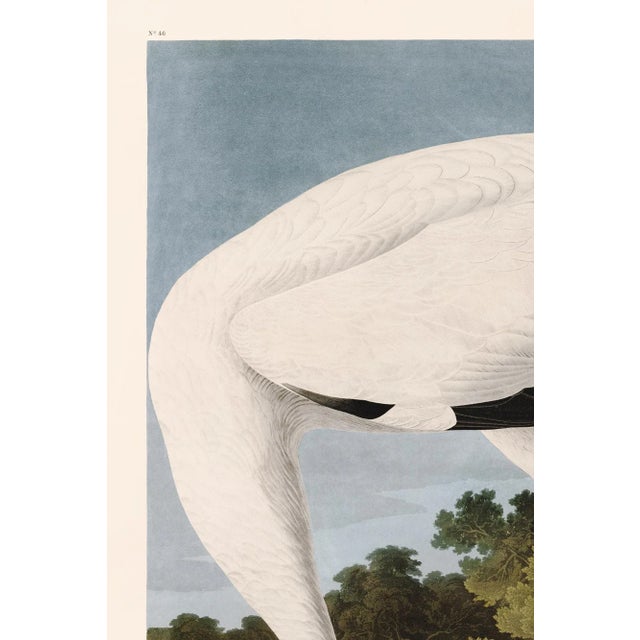 John James Audubon Hooping Crane Print in Black Veneer With Silver Edge Moulding, After Audubon For Sale - Image 4 of 7