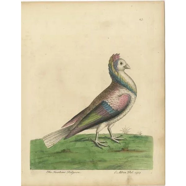 Antique bird print titled 'The Jacobine Pidgeon'. Original antique print of a jacobin pigeon. This print originates from...