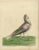 Antique bird print titled 'The Jacobine Pidgeon'. Original antique print of a jacobin pigeon. This print originates from...