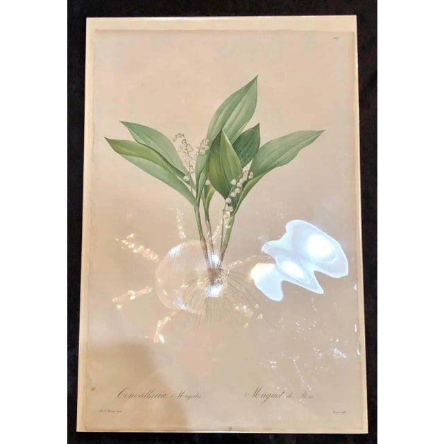 Light Green Convallaria Majalis Print Hand Colored Engraving Signed p.j. Redoute For Sale - Image 8 of 13