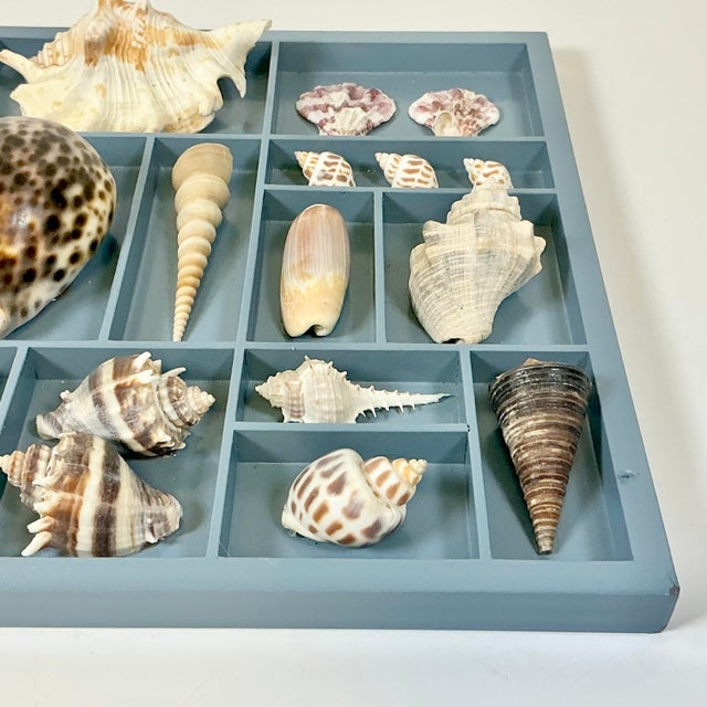 Vintage Coastal Boho Chic Seashell Collection, French Blue Divided Shadowbox Decorative Object For Sale - Image 9 of 13