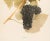 1900s U. P. Hedrick, Original Antique Photogravure of America Grapes For Sale - Image 4 of 7