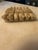 Antique Grand Tour Alabaster Egyptian Sacred Bull Farm Blessing Carving Ca 1900 For Sale - Image 6 of 13