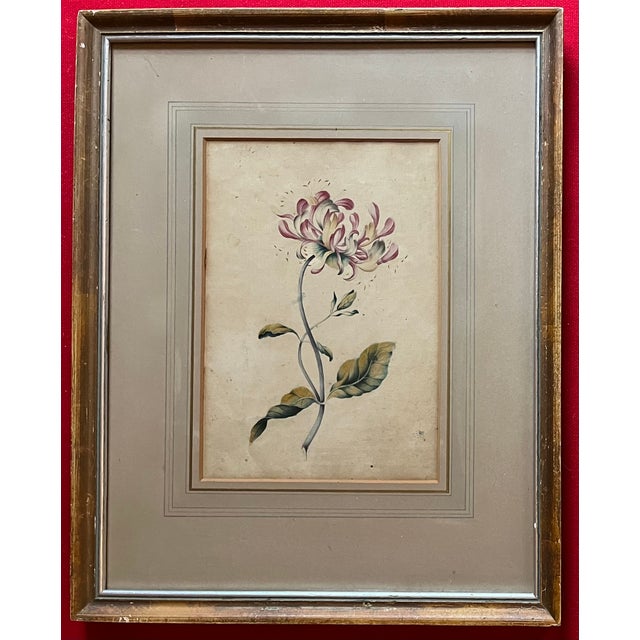 Antique 18th Century English George III Botanical Watercolor Painting Study of a Flower For Sale - Image 10 of 12