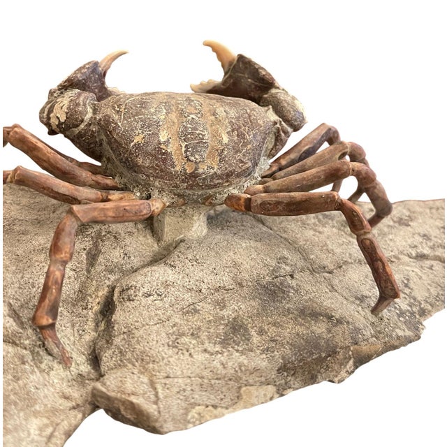 15th Century & Earlier Fossil Crab (Galene Granulifera) From Taiwan, Pliocene Period For Sale - Image 5 of 8