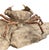 15th Century & Earlier Fossil Crab (Galene Granulifera) From Taiwan, Pliocene Period For Sale - Image 5 of 8