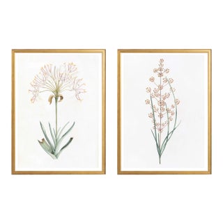 Celerie Kemble Curated Australian Botanical Diptych (24X30) in Gold Frame For Sale