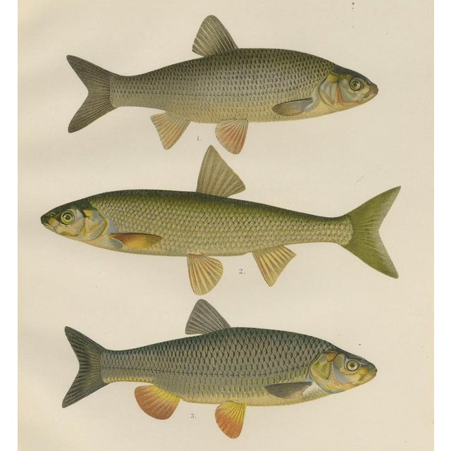 Wilhelm von Wright and C. Erdmann, Dace and Chub, 1895, Lithograph on Paper For Sale - Image 6 of 10