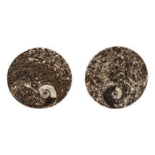Pair Ammonite Plates Natural Fossil 4.5" For Sale