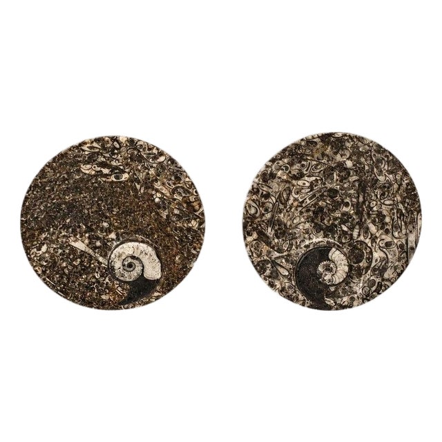 Pair Ammonite Plates Natural Fossil 4.5" For Sale