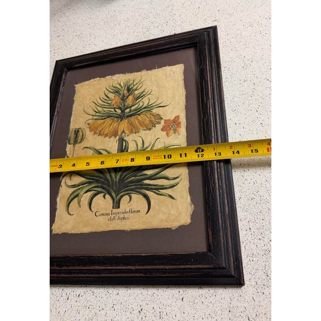 German Apothecary and Botanist Basilius Besler 18th Century For Sale In Atlanta - Image 6 of 6