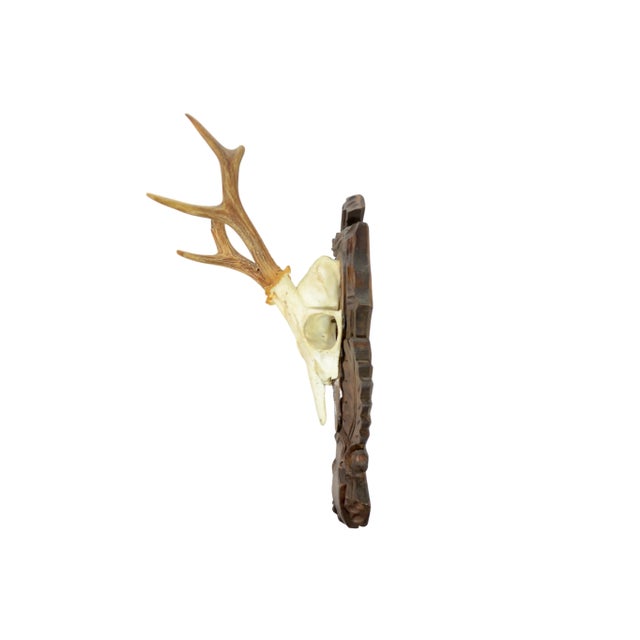 Carved Mount 15" European Roe Buck Antlers For Sale - Image 4 of 6