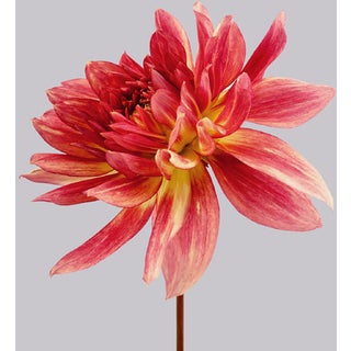 Philip Gatward, Dahlia 6, Archival Pigment Print For Sale