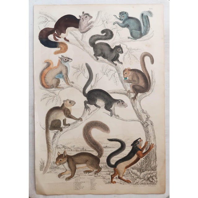 After Cpt. Brown, Big Cat Illustrations, 1835, Prints, Set of 12 For Sale - Image 13 of 14