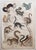 After Cpt. Brown, Big Cat Illustrations, 1835, Prints, Set of 12 For Sale - Image 13 of 14