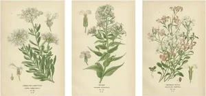 E. Step, Ephemeral Blossoms: Flowers of Garden and Greenhouse, 1896, Print
