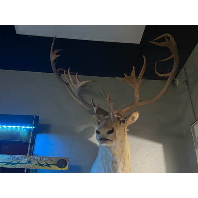 Vintage Caribou Taxidermy Mount – Impressive Oversized Antler Rack For Sale In Los Angeles - Image 6 of 9