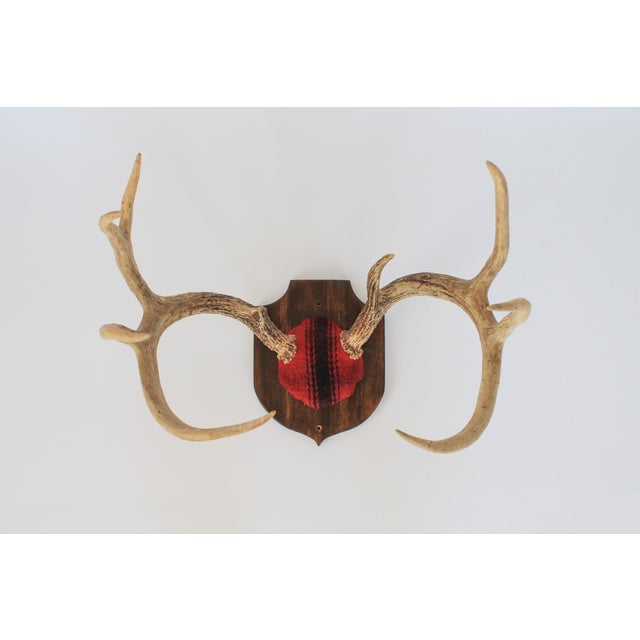 Vintage 8-point whitetail deer curved antlers taxidermy mount on a wooden plaque with a red & black wool fabric skull cap...
