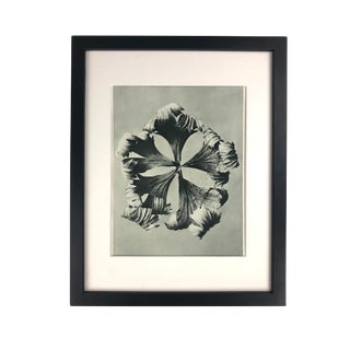 Framed Antique Photogravure Blossfeldt Botanical Print - No. 42 For Sale