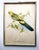 Nature Illustration of a Bird of the Species Sylvia Atricapilla, 1950s For Sale - Image 3 of 15