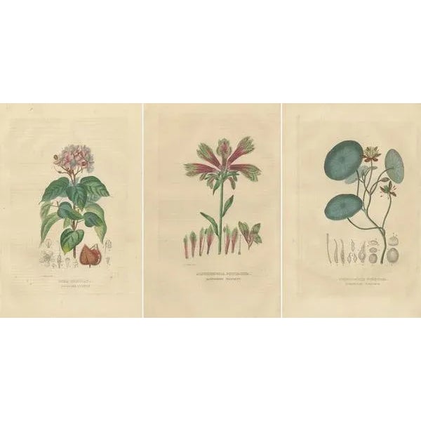 Mid 19th Century Drapiez, Heritage Blossoms, 1845, Hand-Colored Engravings, Set of 3 For Sale - Image 5 of 6