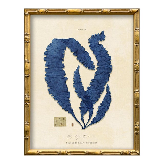 Vintage Blue Seaweed Art Print Reproduction (4), Framed For Sale