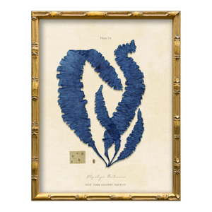 Vintage Blue Seaweed Art Print Reproduction (4), Framed